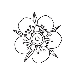 Manuka Honey flower. Hand drawn Vector illustration.