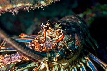 Painted Spiny Lobster hiding under the coral