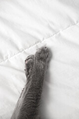 Obraz premium gray cat lies on a white blanket. View from above. Close-up of fluffy soft paws.