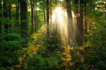 Obraz premium Beautiful morning in the forest