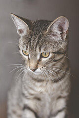 Tabby Cat Funny faces