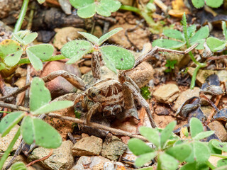 A wolf spider in its natural environment on the grass.