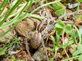 A wolf spider in its natural environment on the grass.