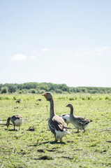 geese on the grass, gray goose by the lake, poultry in the pasture, bird with a long neck, geese graze in a green meadow