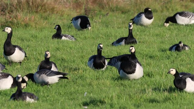 Nonneng&auml;nse beim fressen auf einem Feld
