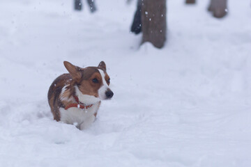 the Little fluffy affectionate dog in the snow, corgi cardigan