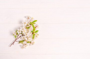 Branch of cherry blossoms on a white background with place for text.