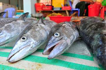fresh fish caught from the sea