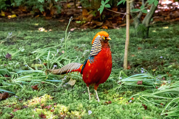 Male golden pheasant bird walk on green grass
