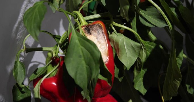 Patient the fruit of the pepper. Apical rot of the fruits of pepper.