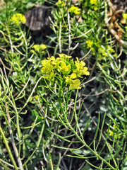 Spring. Wildflowers.Composition 2 .