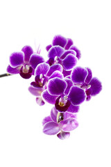 Naklejka na ściany i meble Blooming purple orchid, flowers close-up.