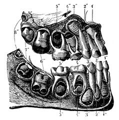 First teeth of the child, the roots of which are bared to show the germs of the second teeth. Illustration of the 19th century. Germany. White background. © Sergey Kohl
