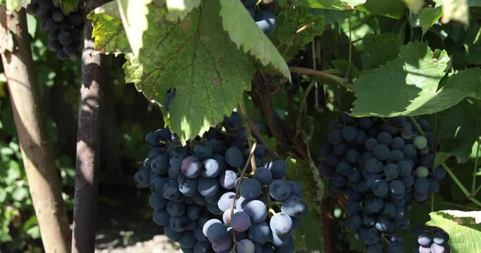 Fruits of maturing black grapes in the garden.