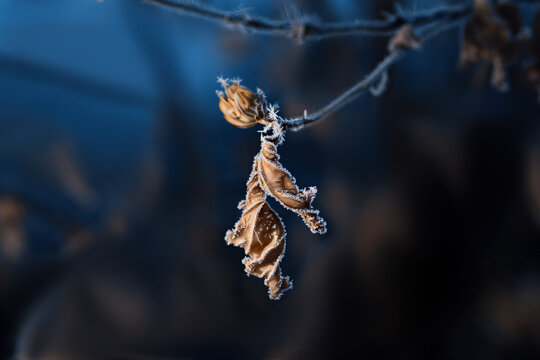 dry flower and dry leaf on a branch covered with hoarfrost