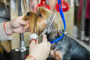 groomer cuts a dog's face in a grooming salon
