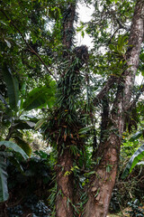 Microgramma squamulosa (Kaulf.) de la Sota