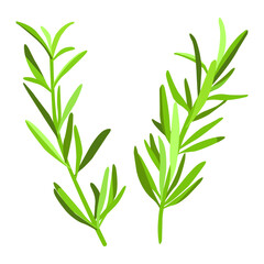 Rosemary branches on a white background. Rosemary herb. Seasoning