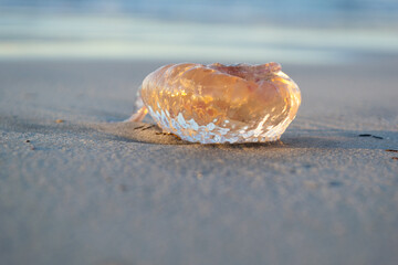 A beautiful closeup of a jellyfish selective focus bokeh on the beach sand dragged by the waves at the mediterranean coast of Mallorca Island during the golden hour sunset 