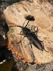 Great capricorn beetle known also as Cerambyx cerdo on a tree trunk