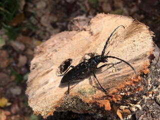Great capricorn beetle known also as Cerambyx cerdo on a tree trunk