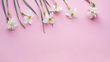 Obraz na płótnie Canvas White daffodils on a pink background, top view 