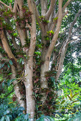 Fototapeta premium Orchids and airplants on tree in Colombia