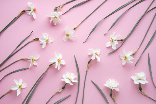 White daffodils pattern on a pink background, top view	
