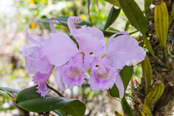 Cattleya warneri (the 