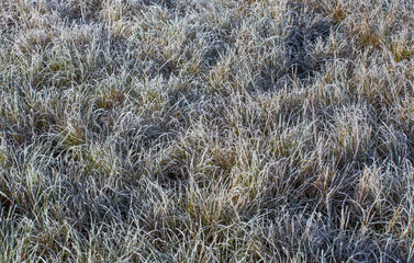 Close up de grama com geada