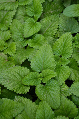 Plakat Melissa plant. Lemon balm in the garden. Countryside nature. Organic agriculture. Melissa foliage in the wild nature. Herb tea flavor. Village yard herbs.