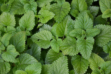 Melissa plant. Lemon balm in the garden. Countryside nature. Organic agriculture. Melissa foliage...