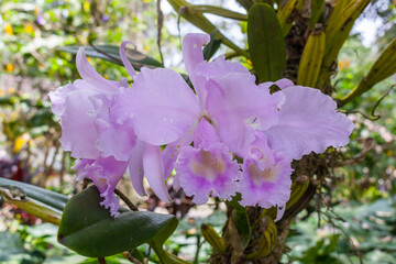 Cattleya warneri (the 