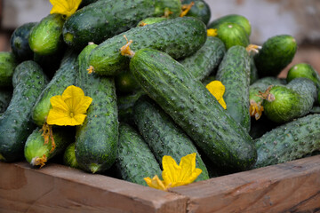 Cucumbers harvest in summer. Fresh pickle ready for canning. Cucumbers for salads or canning. Summer vegetables. Organic agriculture in village.