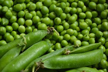 Green pea background. Pea pods from farmland. Pea freshly picked. Organic fresh vegetables. Healthy eating. Country garden harvest.