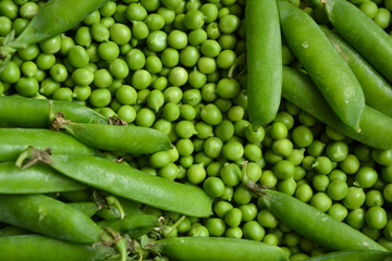 Green pea background. Pea pods from farmland. Pea freshly picked. Organic fresh vegetables. Healthy eating. Country garden harvest.