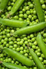 Green pea background. Pea pods from farmland. Pea freshly picked. Organic fresh vegetables. Healthy eating. Country garden harvest.