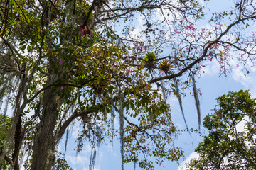 Aechmea caudata Lindm. on tree branch