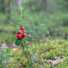 Obraz premium Beautiful juicy lingonberry grows on a sunny meadow in a pine forest.