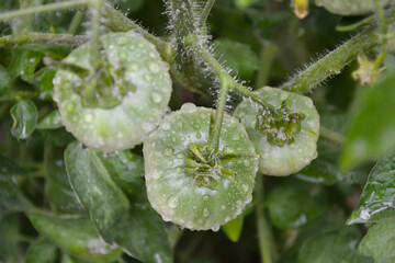 Green tomatoes. Fresh organic tomato in countryside garden. Organic vegetables. Beautiful tomato plant. Ecologically clean agriculture.