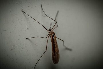 mosquito white background