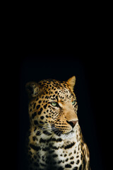 Fototapeta na wymiar Isolated Intense Portrait of a Yellow Leopard Looking to the Right