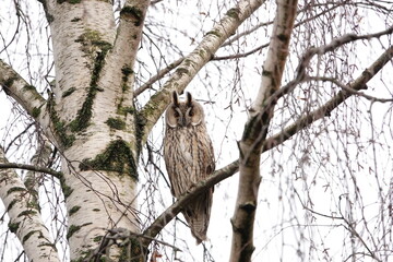 Long-eared owl on tree