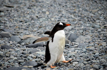 Penguin walking on Antartica