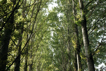 Look in the treetops