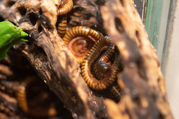 close up of a caterpillar