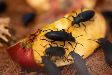 stag beetle on apple