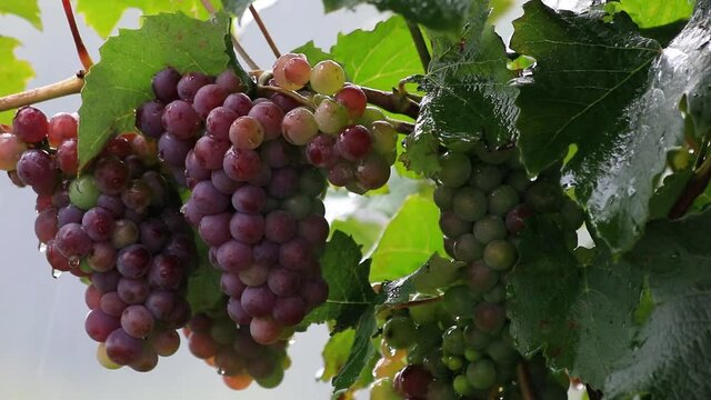 Parreira com cachos de uvas