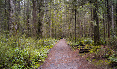 Beautiful Path in the Rainforest during a wet and rainy day. Lynn Canyon Park, North Vancouver, British Columbia, Canada. Nature Forest Background