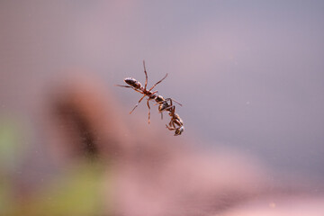 ants on glass